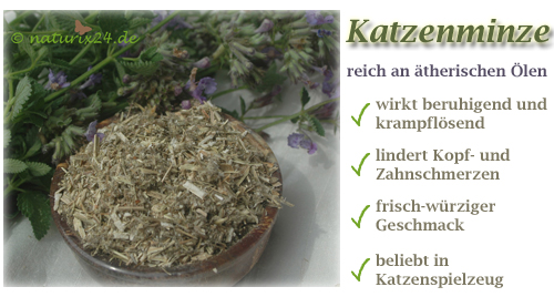 Katzenminze von Naturix24