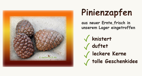 Pinienzapfen von Naturix24