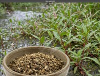 Wasserpfefferkraut geschnitten