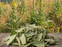 Königskerzenblätter geschnitten