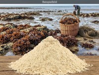 Carragheenmoos gemahlen