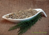 Schafgarbenkraut geschnitten Schafgarbenkraut geschnitten