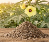 Abelmoschussamen gemahlen