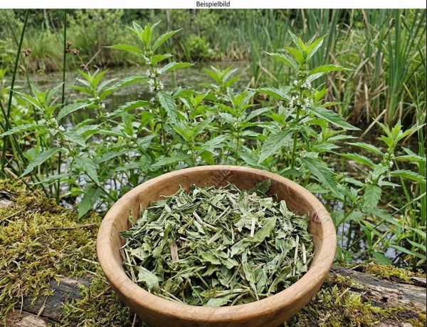 Wolfsfusskraut geschnitten