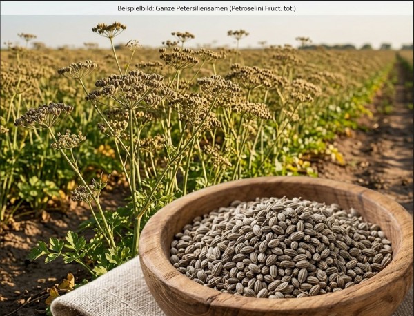 Petersiliensamen ganz