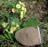 Primelwurzel gemahlen -Schlüsselblumenwurzel- Primelwurzel gemahlen -Schlüsselblumenwurzel-