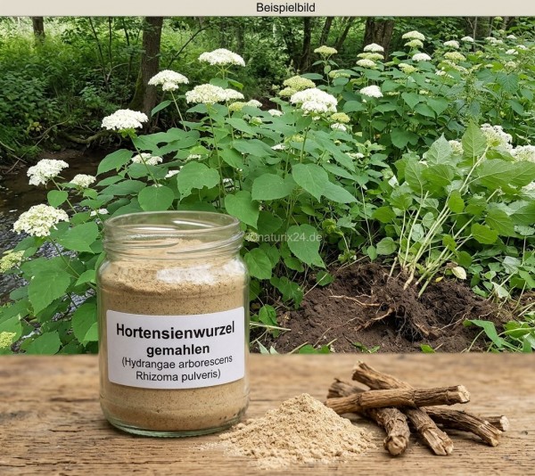 Hortensienwurzel gemahlen