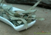 Eucalyptusblätter ganz Eucalyptusblätter ganz