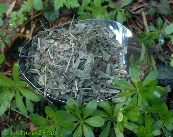 Waldmeisterkraut geschnitten