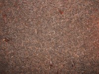 Schwarzer Tee VANILLE Schwarzer Tee VANILLE