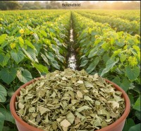 Yaconblätter geschnitten