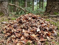 Fichtenzapfen geschrotet