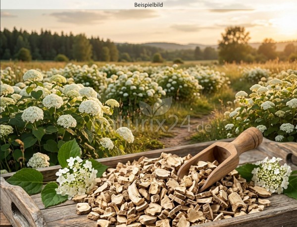 Hortensienwurzel geschnitten