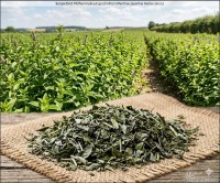 Pfefferminzkraut geschnitten