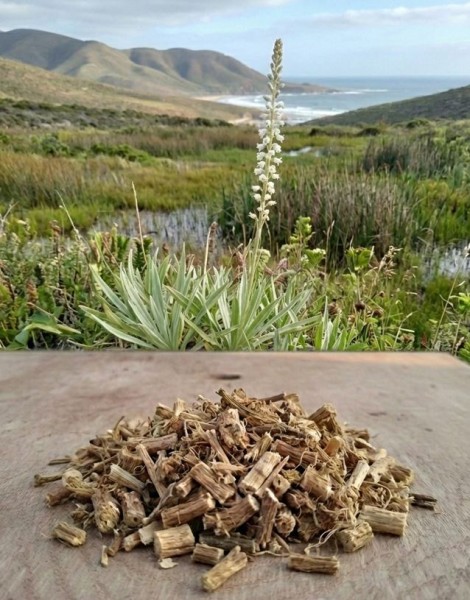 Sternwurzel geschnitten