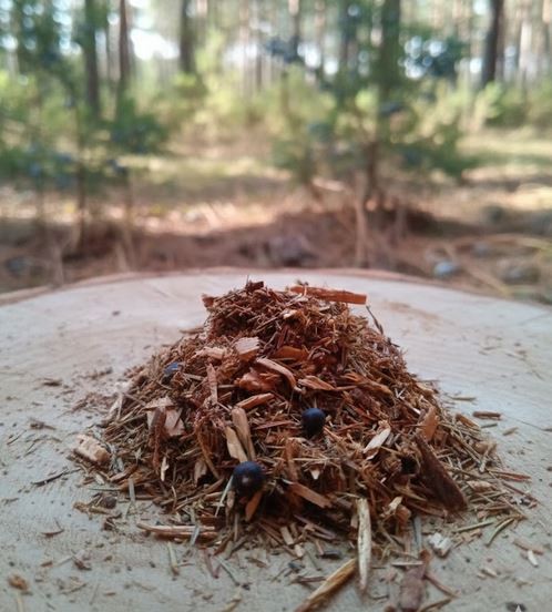 Räuchermischung Wacholder