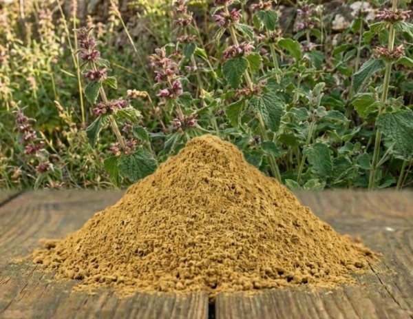 Schwarznesselkraut gemahlen