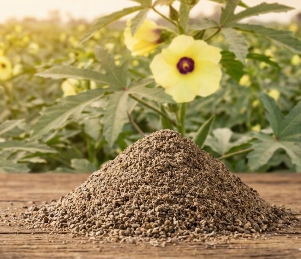 Abelmoschussamen gemahlen