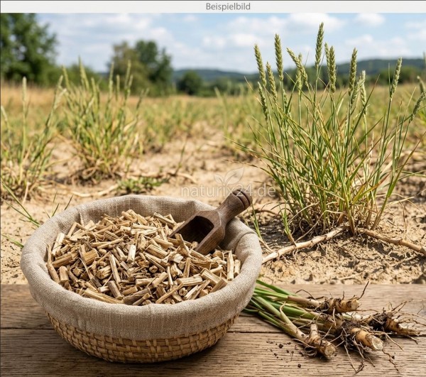 Queckenwurzel geschnitten
