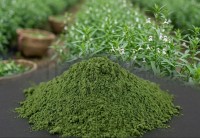 Chirettakraut gemahlen