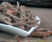 Fichtensprossen ganz Fichtensprossen ganz