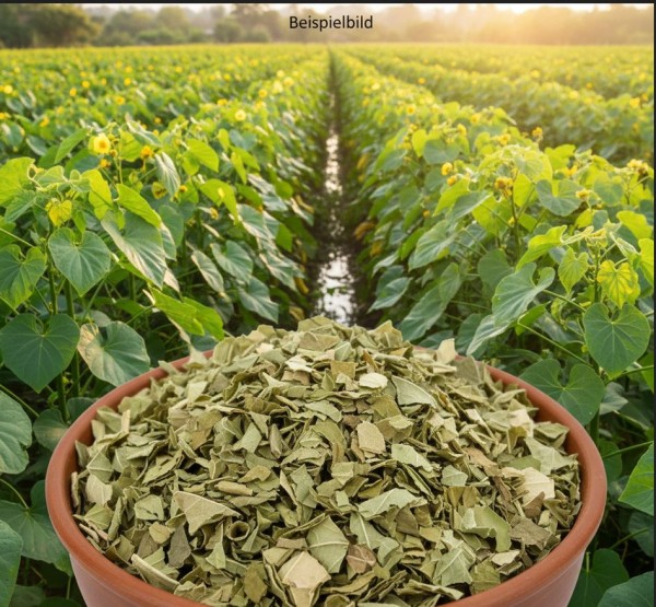 Yaconblätter geschnitten