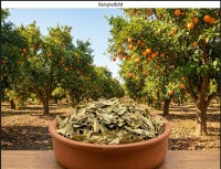 Orangenblätter süß geschnitten