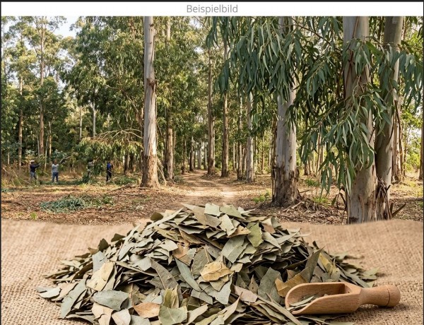 Eucalyptusblätter geschnitten