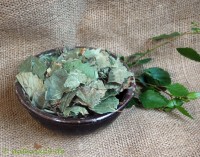 Birkenblätter ganz Birkenblätter ganz