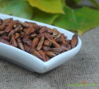 Pappelknospen ganz Pappelknospen ganz