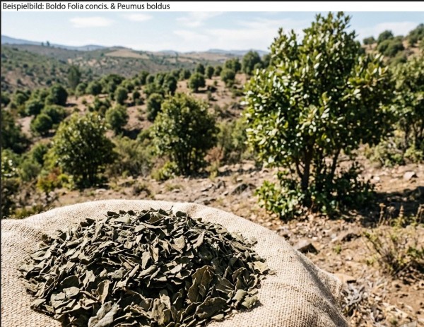 Boldoblätter geschnitten