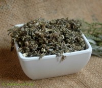 Beifußkraut geschnitten Beifußkraut geschnitten