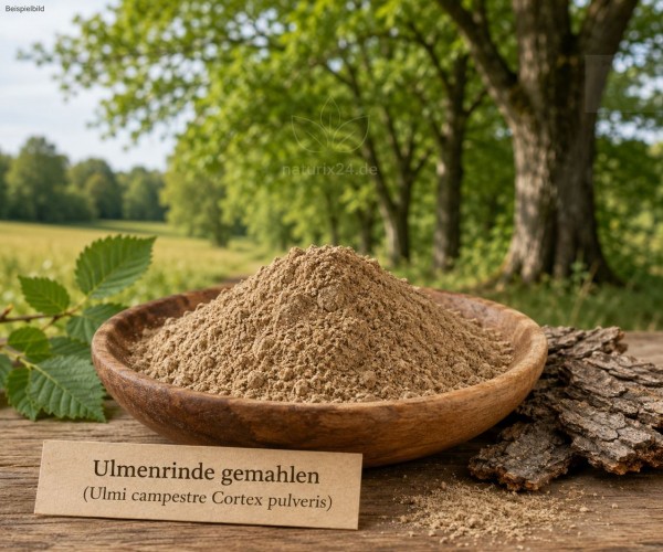 Ulmenrinde gemahlen