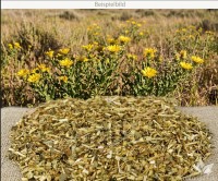 Grindeliakraut geschnitten