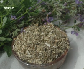 Katzenminze geschnitten Katzenminze geschnitten